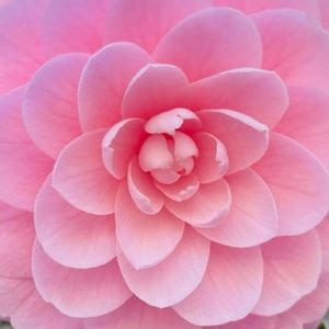 Meet your Posher, Daisy